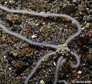 Macrophiothrix sp Ophiure de sable aux longs bras-Komodo Rino-14m-20160807-Denis-ADER-DSC_0736_tn